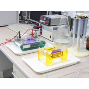 Genetics and Inheritance Equipment