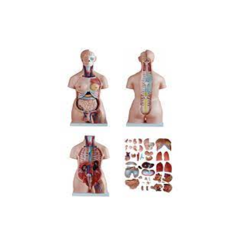 Human Biology Equipment