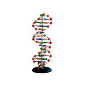 DNA Model