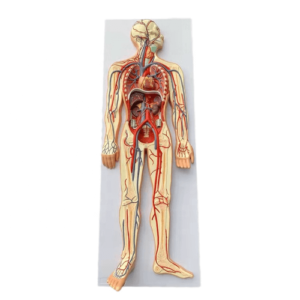 Human Circulatory System