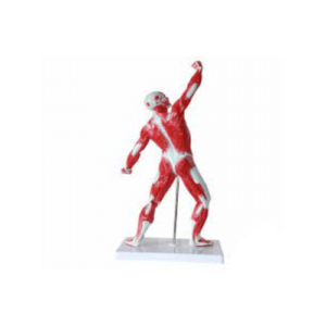 Human Muscular System Model