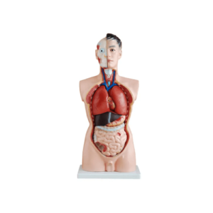 Human Torso Model
